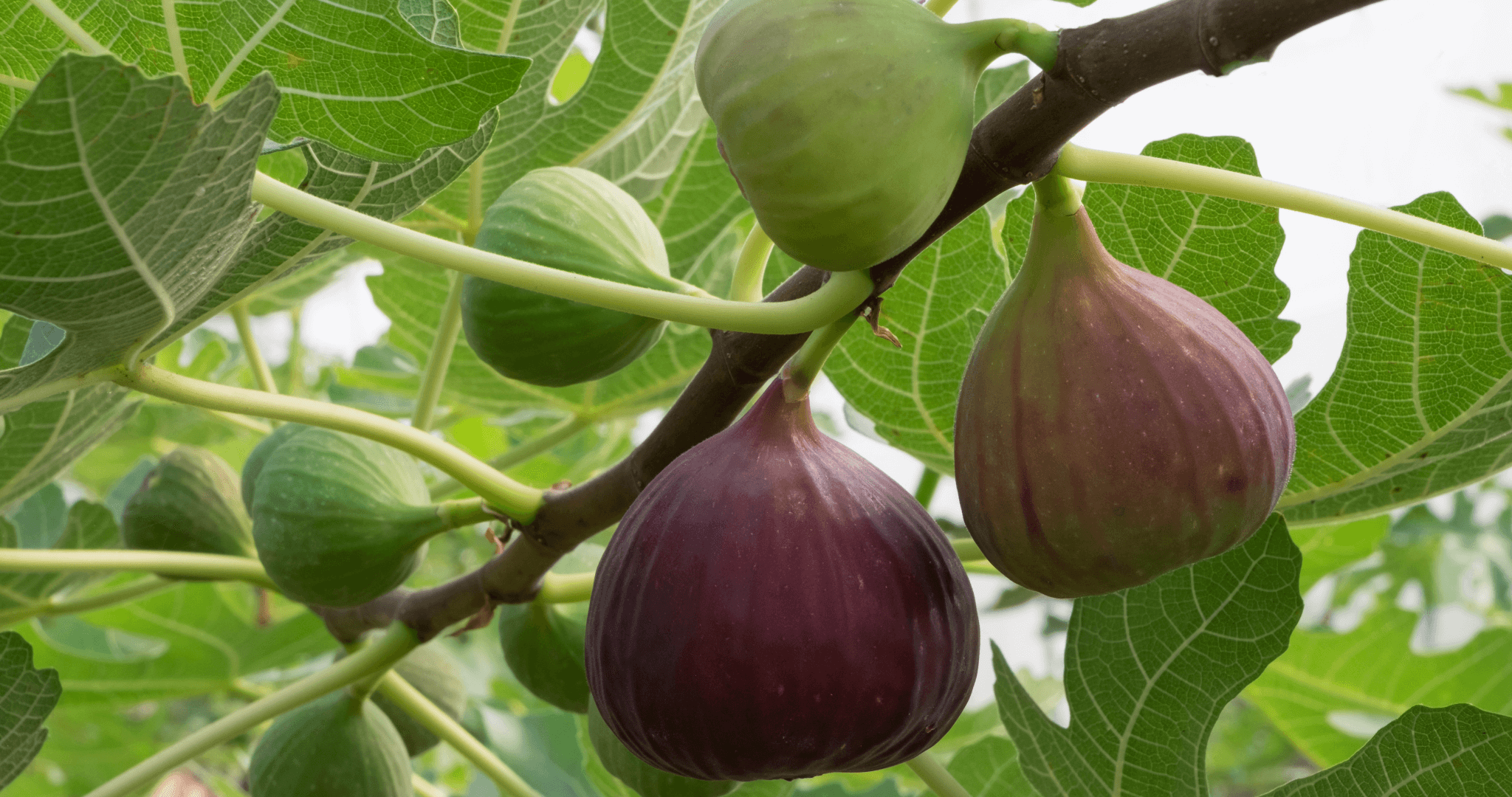 figs on fig tree