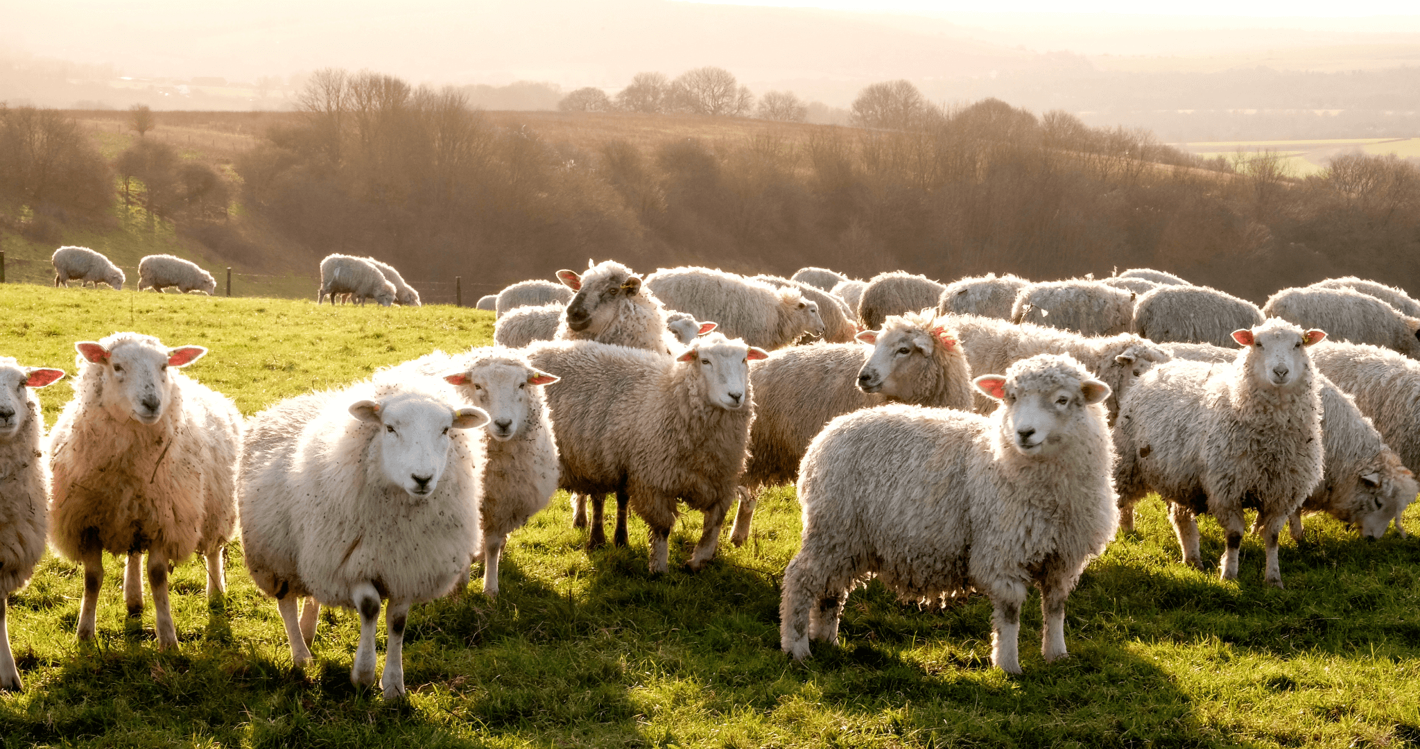 a dozen sheep grazing