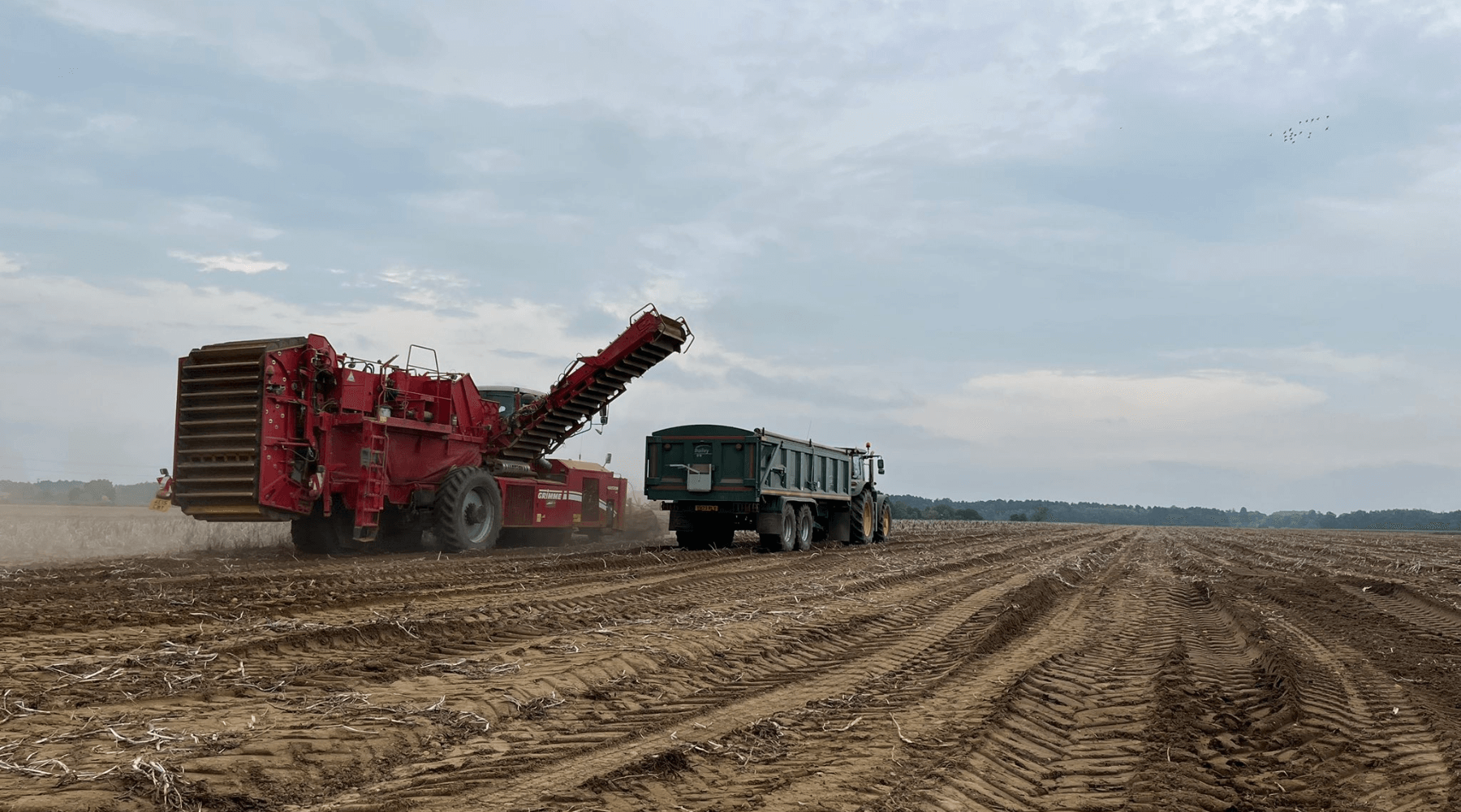 Potato Harvesting in the Field