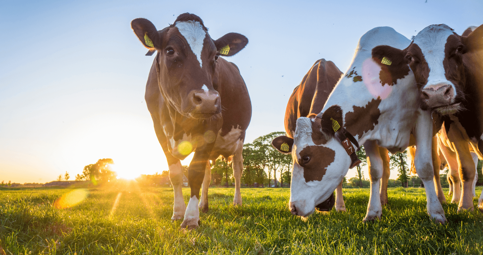 Cows Grazing