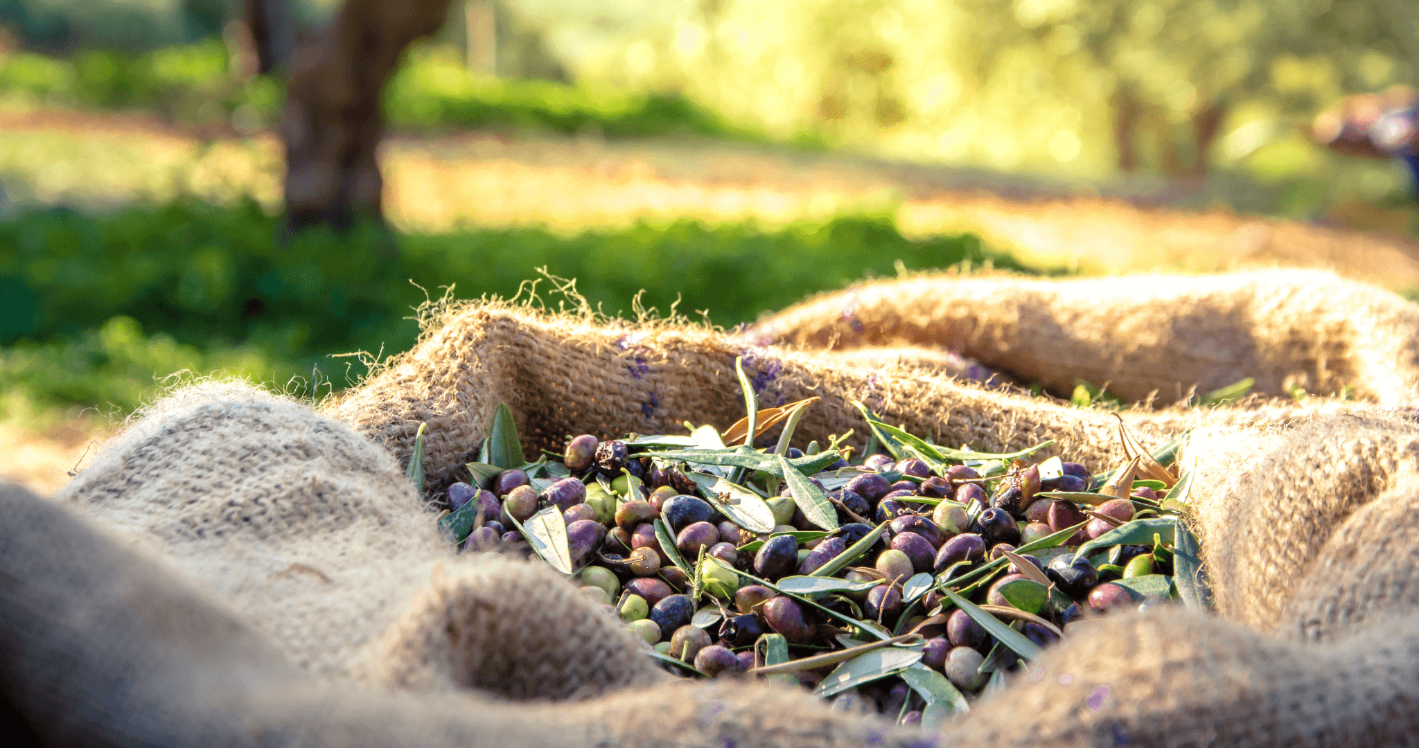 olives being picked in hessian sack