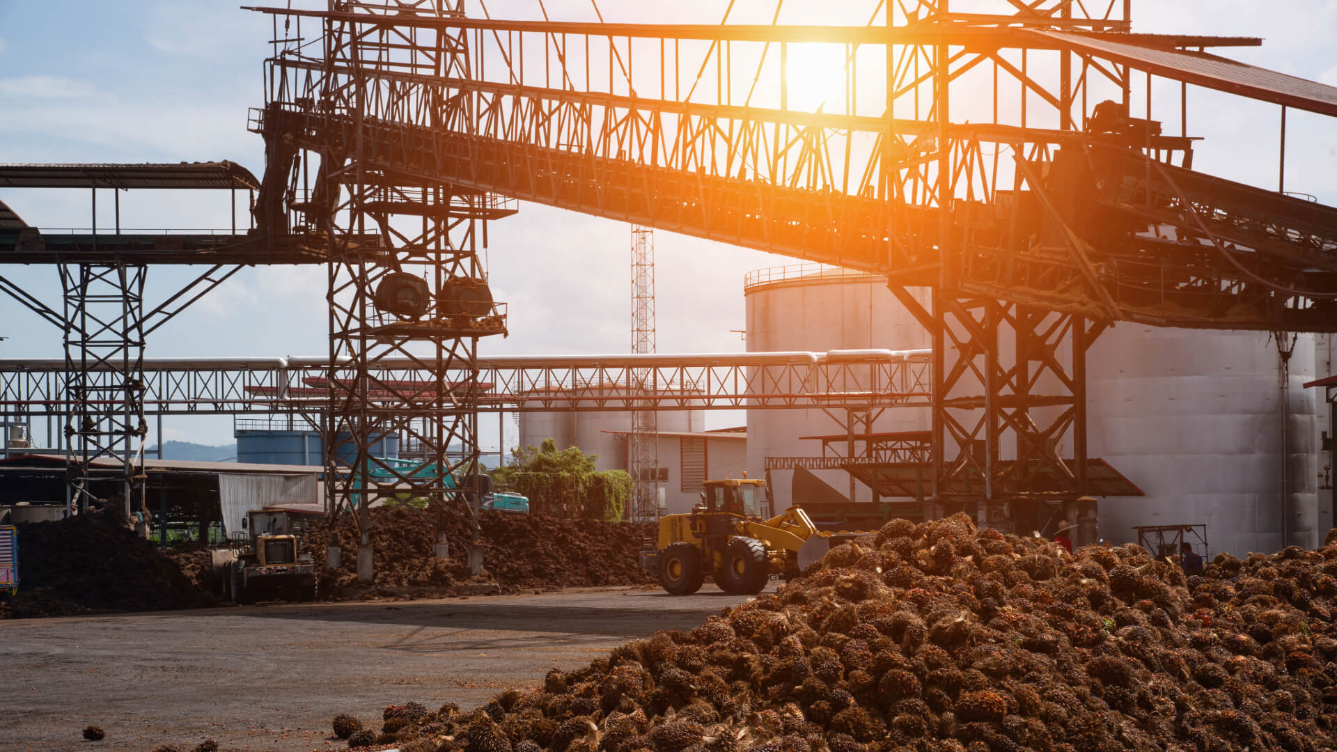 palm oil factory 