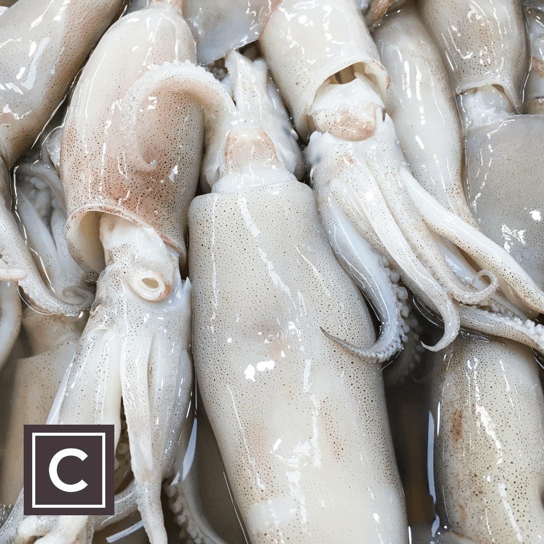 fresh raw squid