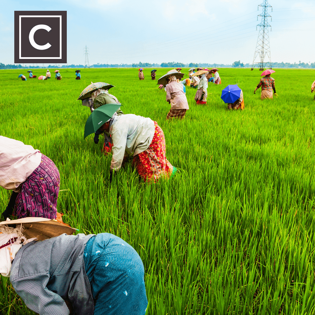 rice farmers in field