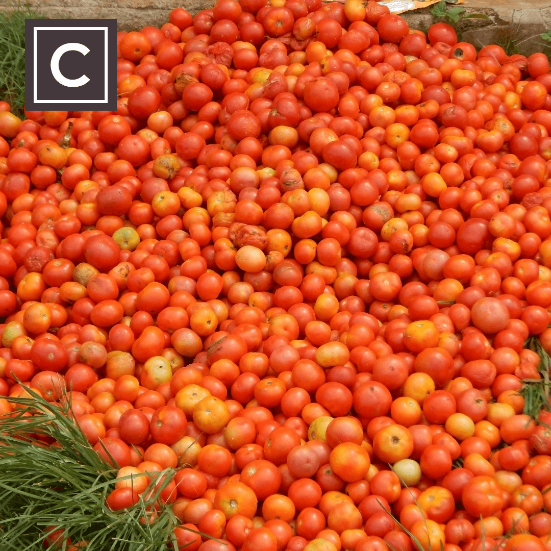 Tomatoes Harvested