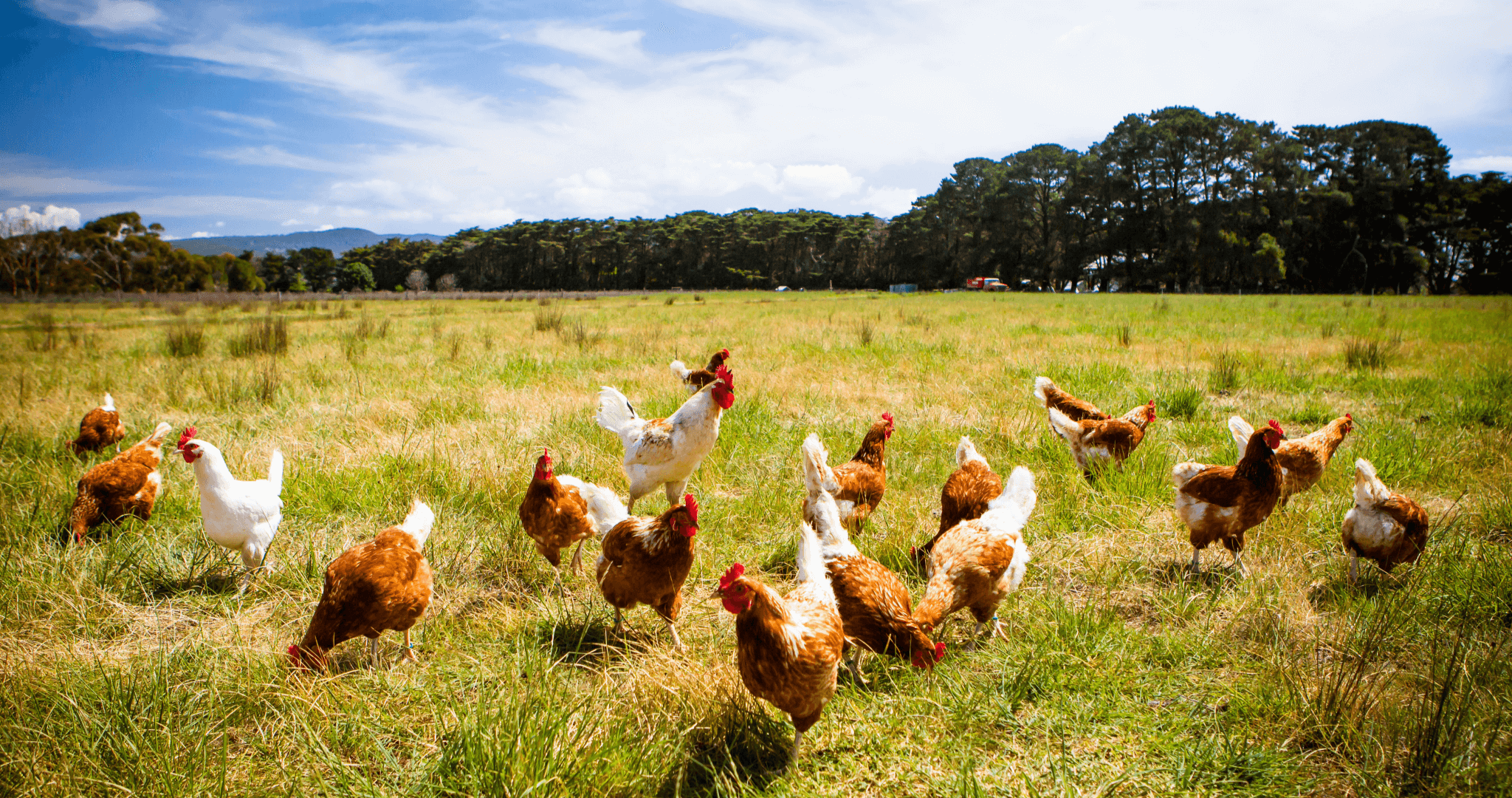 chickens grazing on grassland